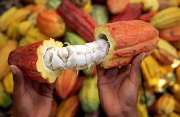  Precios del cacao se disparan en el mundo: Pero encuentra a la región San Martín, con baja producción