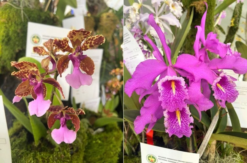  Región San Martín exhibe sus mejores variedades de orquídeas en exposición internacional en Lima