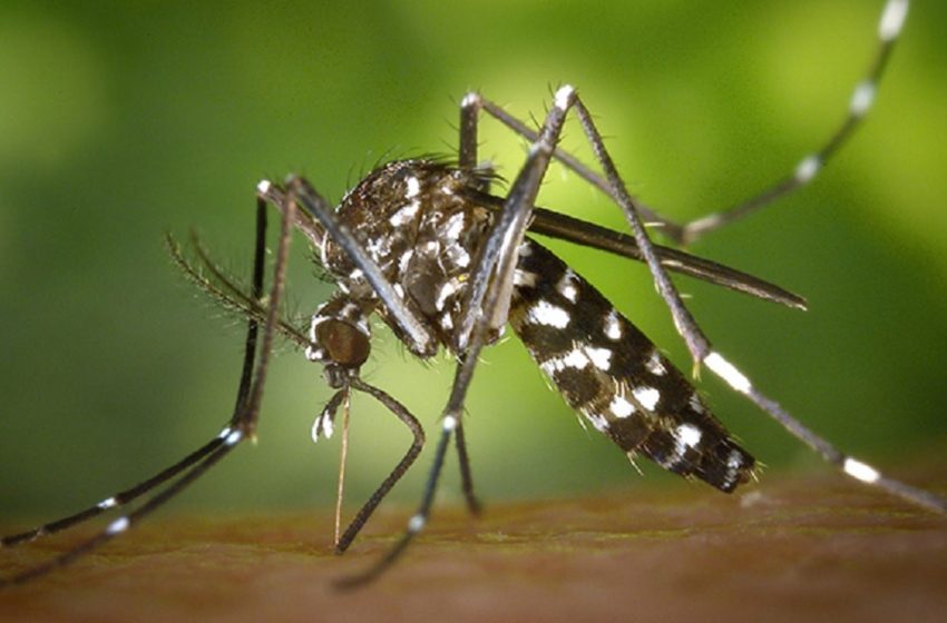 Minsa reporta 32 fallecidos a causa del dengue a nivel nacional