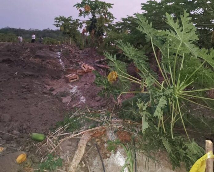  Consorcio ejecutor del Puente Tarata invade y destruye 6 hectáreas sembríos de papaya
