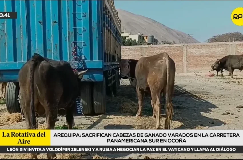  Arequipa: sacrifican cabezas de ganado varadas en la carretera Panamericana Sur en Ocoña
