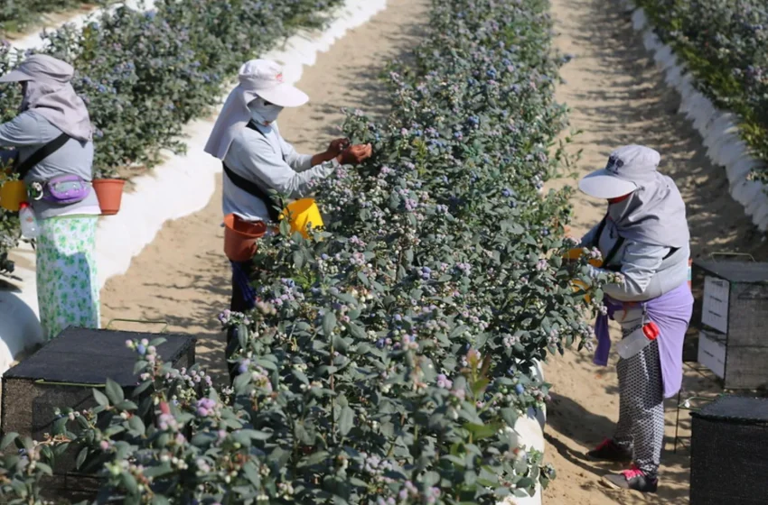  Perú superaría a Chile este año en agroexportaciones con envío de US$ 10,194 millones