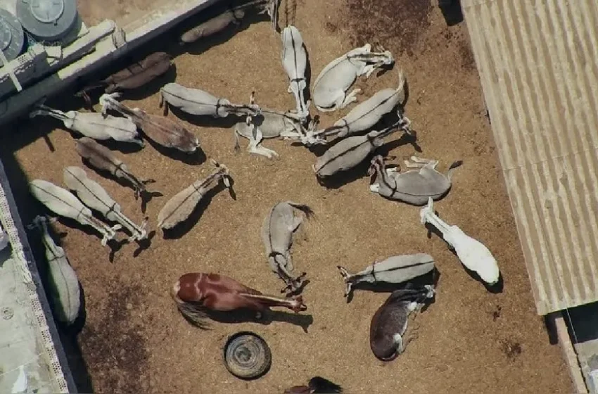  Rescatan a 23 burros y 4 caballos de un camal clandestino en Trujillo: ¿qué pasará con estos animales?