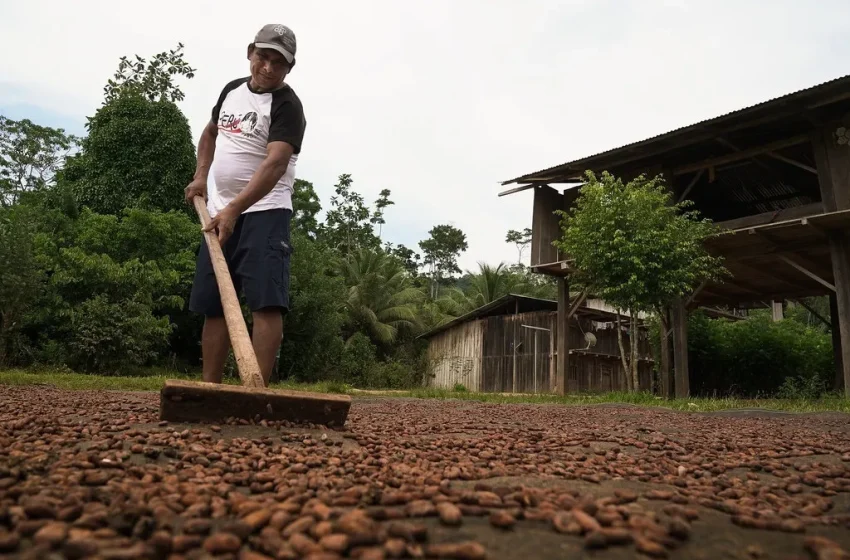  San Martín se consolida como la segunda región con mayor crecimiento exportador del país