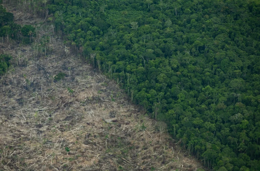  San Martín ordena su futuro: Zonificación forestal que puede salvar el agua, frenar conflictos y activar la economía del bosque