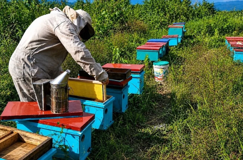  Apicultores de Tocache elevan producción con reproducción de abejas reina