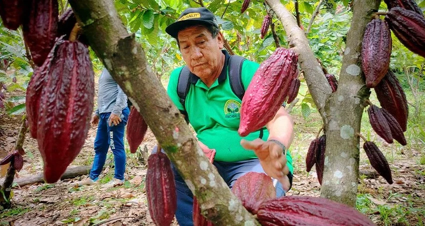  Cacaoteros de Tocache fortalecen sus capacidades con jornada técnica impulsada por Devida