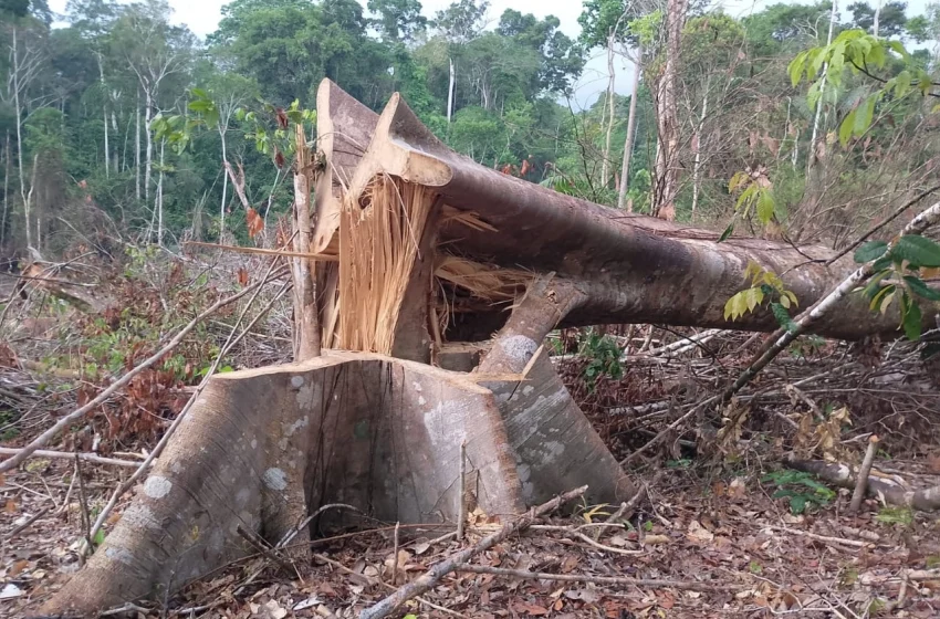  La Amazonía peruana sigue perdiendo terreno: Más de 114 mil hectáreas de bosque desaparecieron en 2025