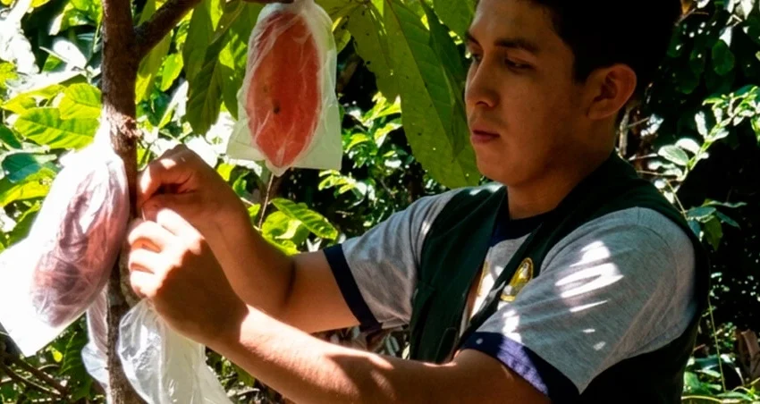  Una barrera ecológica para proteger el cacao de la polilla