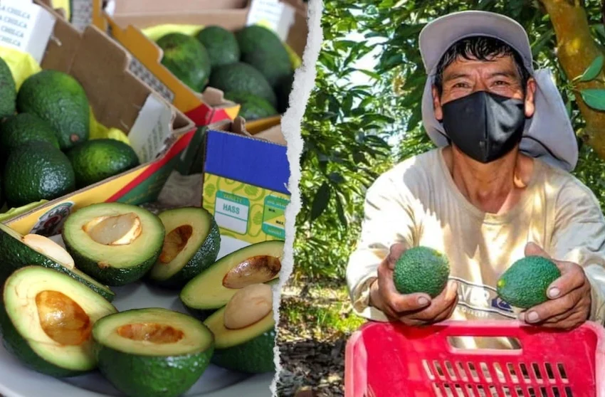  El ‘oro verde’ del Perú: el éxito de la palta Hass contado por sus agricultores